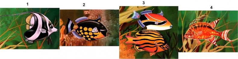 Иллюстрация к книге — В морях и океанах [i_021.jpg]