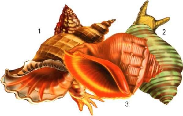 Иллюстрация к книге — В морях и океанах [i_026.jpg]