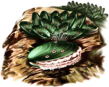 Иллюстрация к книге — В морях и океанах [i_027.jpg]