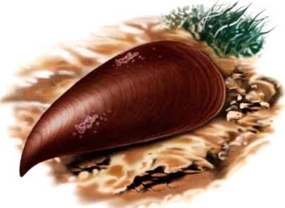 Иллюстрация к книге — В морях и океанах [i_028.jpg]