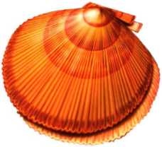 Иллюстрация к книге — В морях и океанах [i_029.jpg]