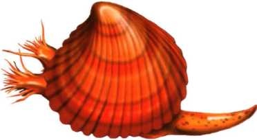 Иллюстрация к книге — В морях и океанах [i_030.jpg]