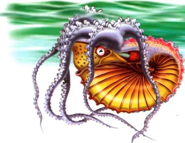 Иллюстрация к книге — В морях и океанах [i_033.jpg]