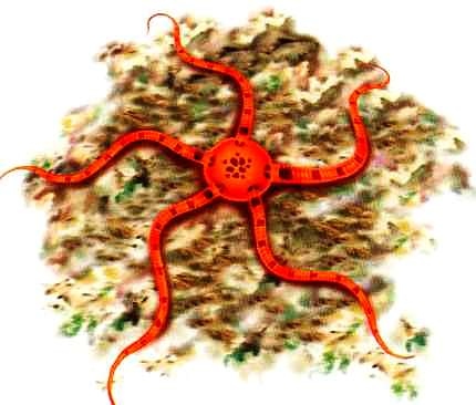 Иллюстрация к книге — В морях и океанах [i_044.jpg]