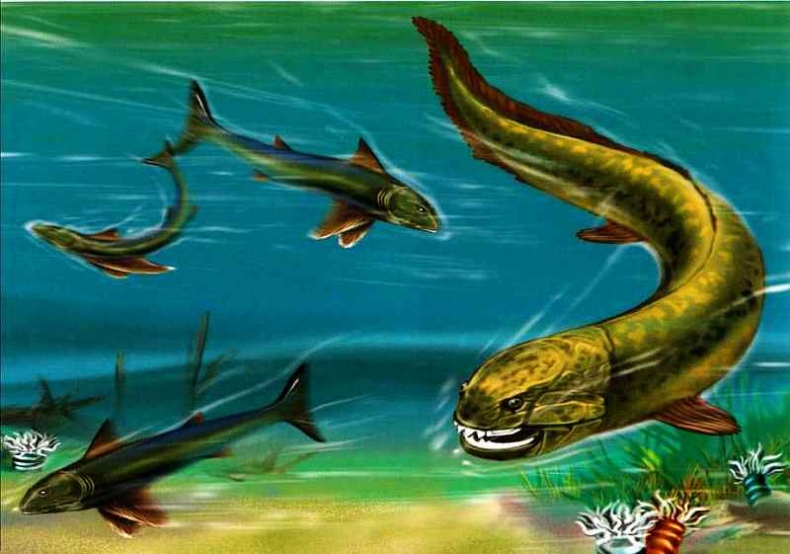 Иллюстрация к книге — В морях и океанах [i_045.jpg]