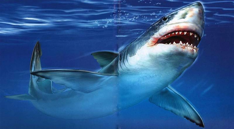 Иллюстрация к книге — В морях и океанах [i_049.jpg]