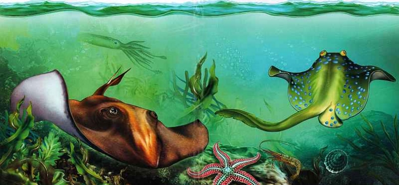 Иллюстрация к книге — В морях и океанах [i_051.jpg]