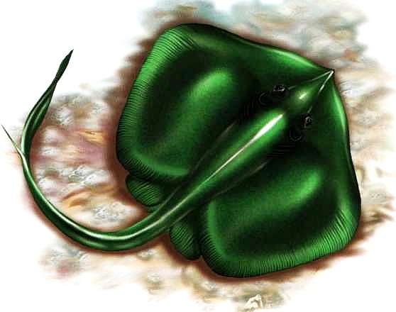 Иллюстрация к книге — В морях и океанах [i_053.jpg]