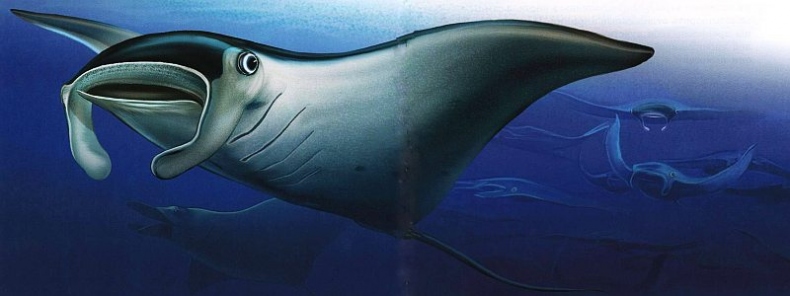 Иллюстрация к книге — В морях и океанах [i_056.jpg]