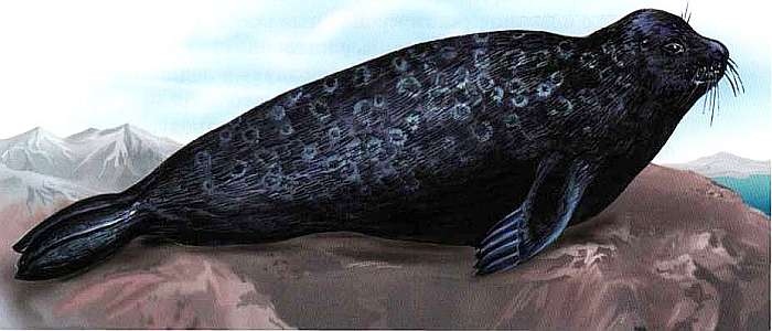 Иллюстрация к книге — В морях и океанах [i_065.jpg]