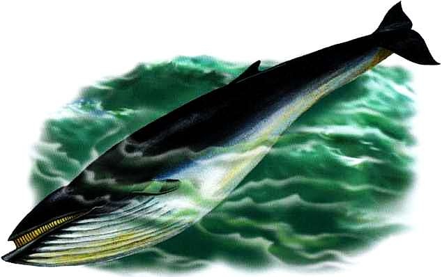 Иллюстрация к книге — В морях и океанах [i_067.jpg]