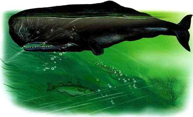 Иллюстрация к книге — В морях и океанах [i_069.jpg]