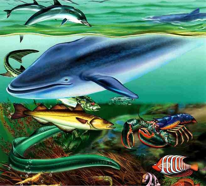 Иллюстрация к книге — В морях и океанах [i_070.jpg]