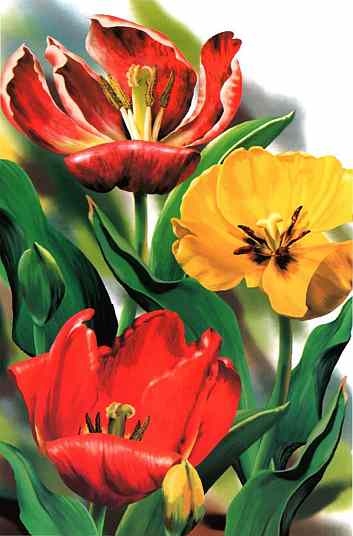 Иллюстрация к книге — Цветы [i_008.jpg]