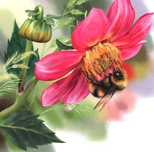 Иллюстрация к книге — Цветы [i_009.jpg]