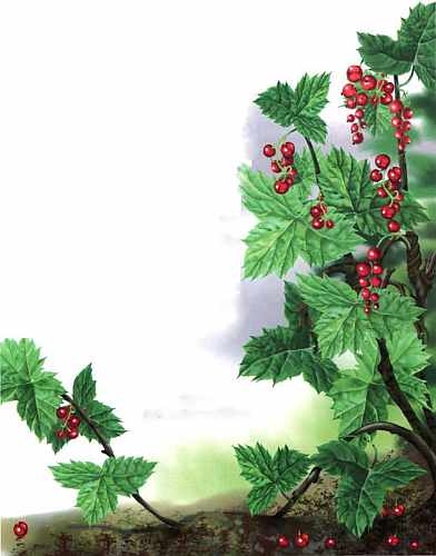 Иллюстрация к книге — Цветы [i_010.jpg]