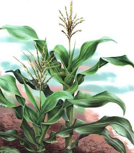 Иллюстрация к книге — Цветы [i_015.jpg]