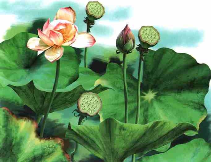 Иллюстрация к книге — Цветы [i_016.jpg]