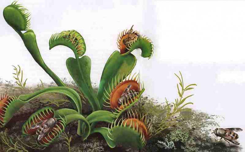 Иллюстрация к книге — Цветы [i_022.jpg]