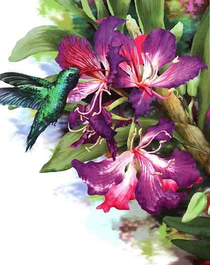 Иллюстрация к книге — Цветы [i_026.jpg]