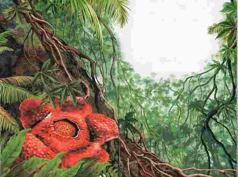 Иллюстрация к книге — Цветы [i_027.jpg]