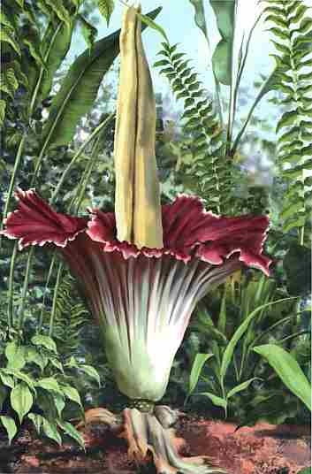 Иллюстрация к книге — Цветы [i_028.jpg]