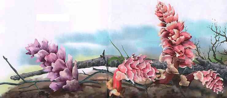 Иллюстрация к книге — Цветы [i_031.jpg]