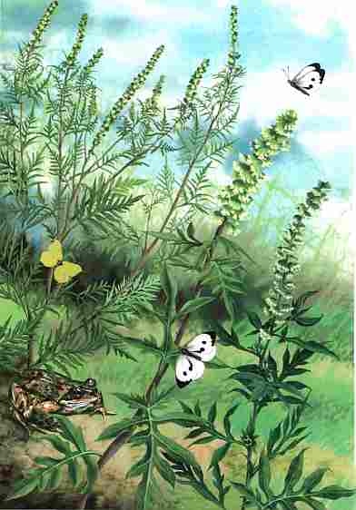 Иллюстрация к книге — Цветы [i_035.jpg]