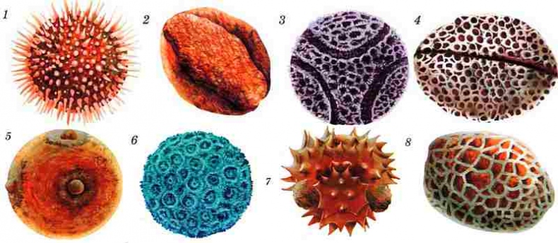 Иллюстрация к книге — Цветы [i_036.jpg]