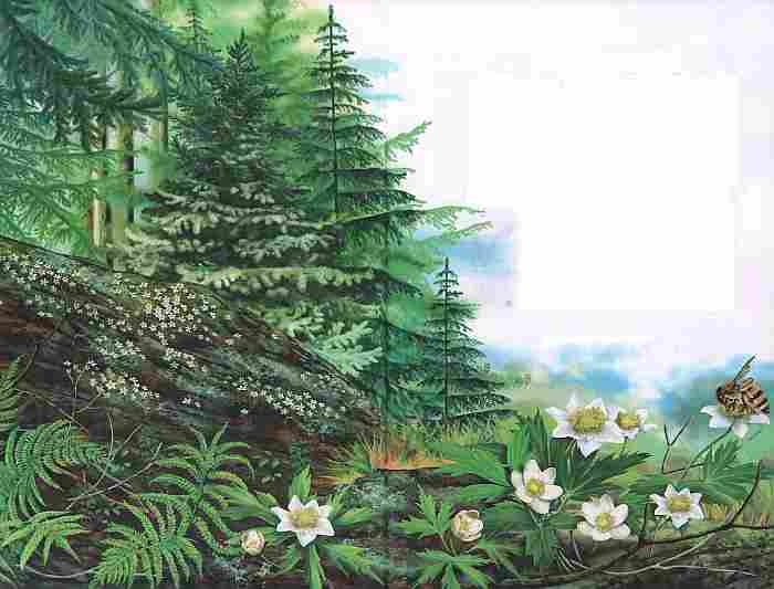 Иллюстрация к книге — Цветы [i_037.jpg]