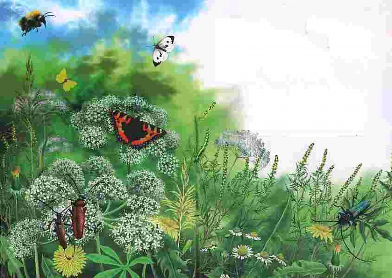 Иллюстрация к книге — Цветы [i_040.jpg]