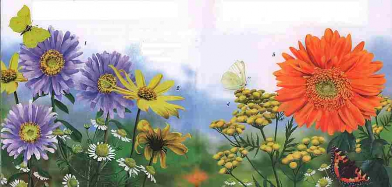 Иллюстрация к книге — Цветы [i_043.jpg]