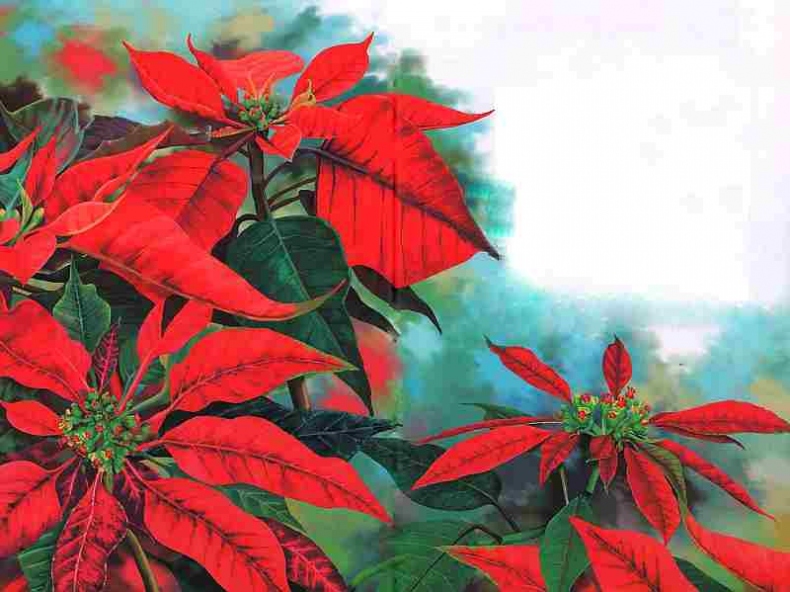 Иллюстрация к книге — Цветы [i_044.jpg]