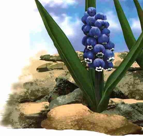 Иллюстрация к книге — Цветы [i_051.jpg]