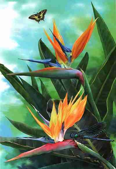 Иллюстрация к книге — Цветы [i_053.jpg]