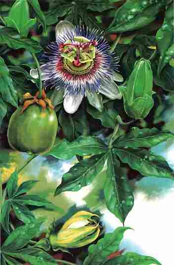 Иллюстрация к книге — Цветы [i_054.jpg]