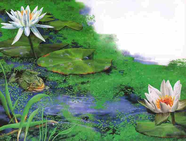 Иллюстрация к книге — Цветы [i_055.jpg]