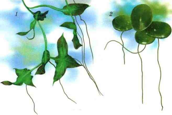 Иллюстрация к книге — Цветы [i_057.jpg]