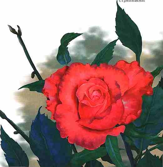 Иллюстрация к книге — Цветы [i_064.jpg]