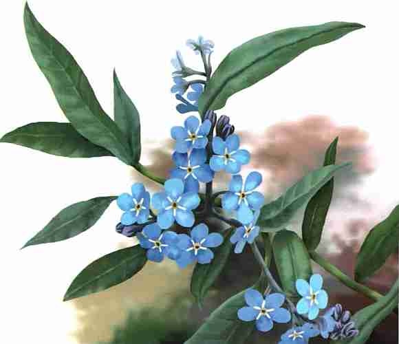 Иллюстрация к книге — Цветы [i_066.jpg]