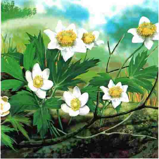 Иллюстрация к книге — Цветы [i_067.jpg]