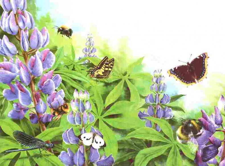 Иллюстрация к книге — Цветы [i_068.jpg]