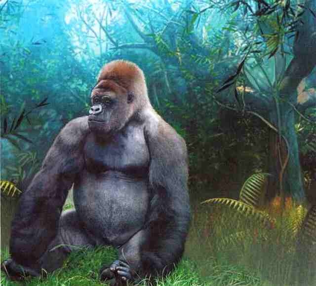 Иллюстрация к книге — Знакомьтесь: Африка [i_059.jpg]