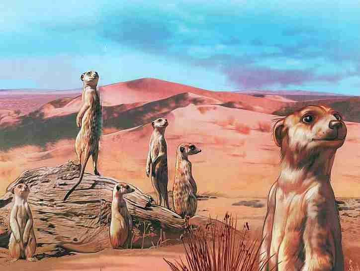 Иллюстрация к книге — Знакомьтесь: Африка [i_061.jpg]