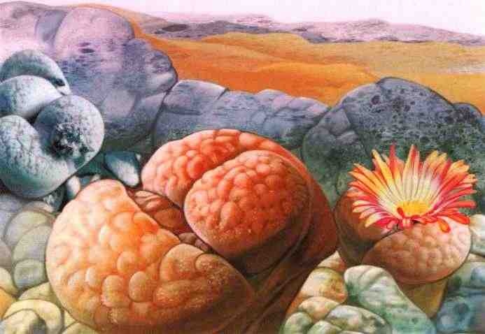 Иллюстрация к книге — Знакомьтесь: Африка [i_087.jpg]