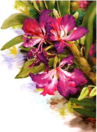 Иллюстрация к книге — Знакомьтесь: Африка [i_092.jpg]