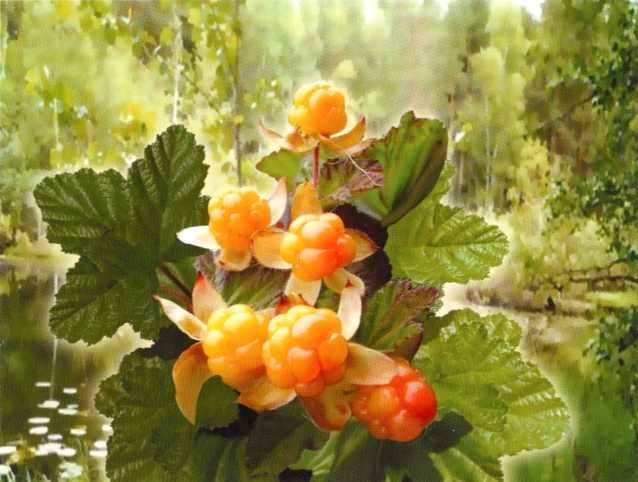 Иллюстрация к книге — Заповедники России [i_007.jpg]