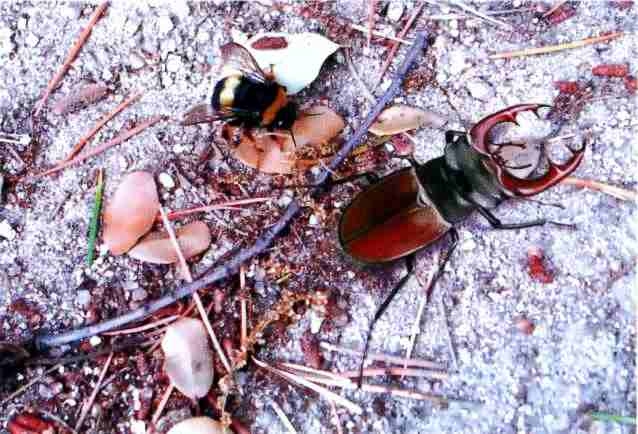 Иллюстрация к книге — Заповедники России [i_018.jpg]