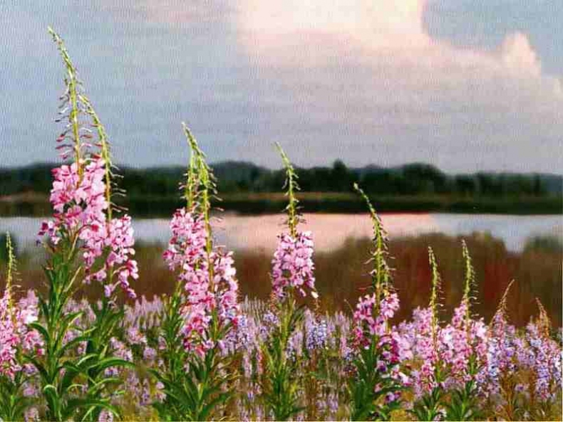 Иллюстрация к книге — Заповедники России [i_019.jpg]