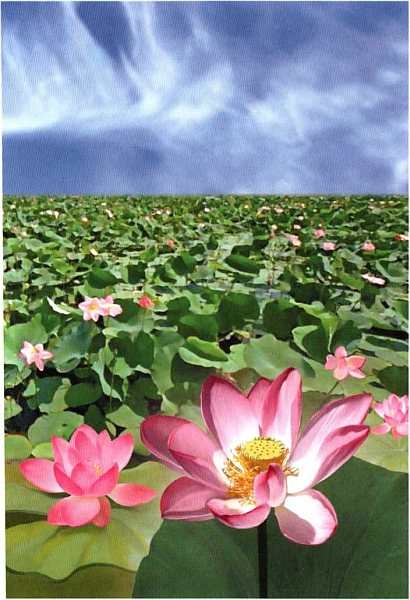 Иллюстрация к книге — Заповедники России [i_024.jpg]